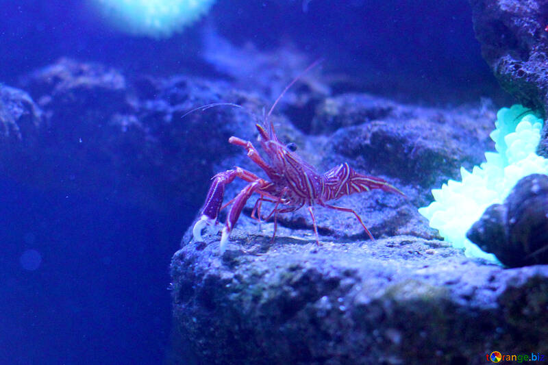 ocean crab in sea water crayfish №53753