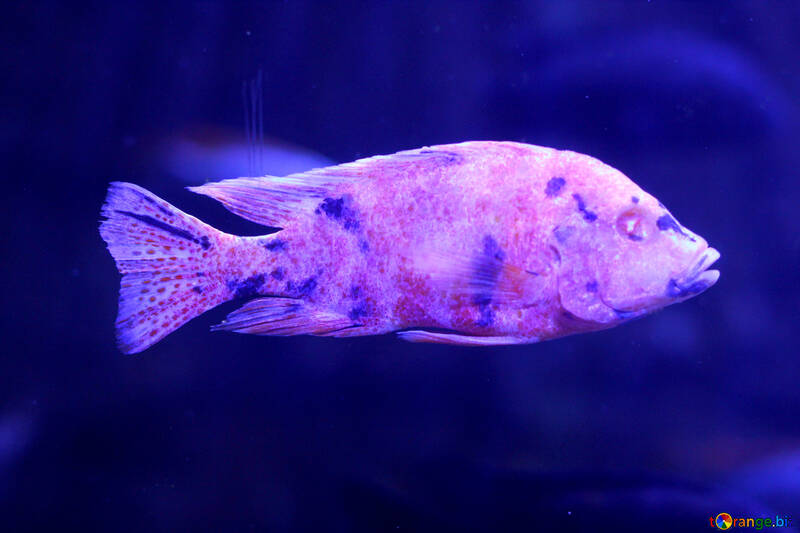 Purple fish №53938