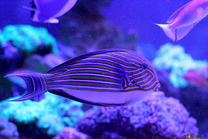 Purple fish Blue №53769