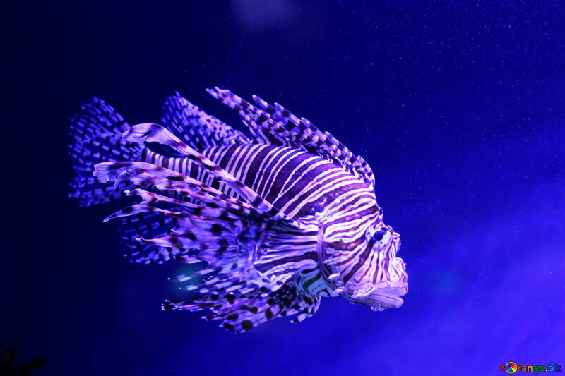 Purpurroter Feuerfisch unter Wasser blauer Fisch №53904