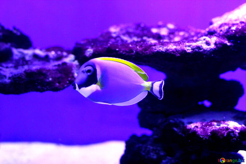 Фіолетова риба плавання №53897