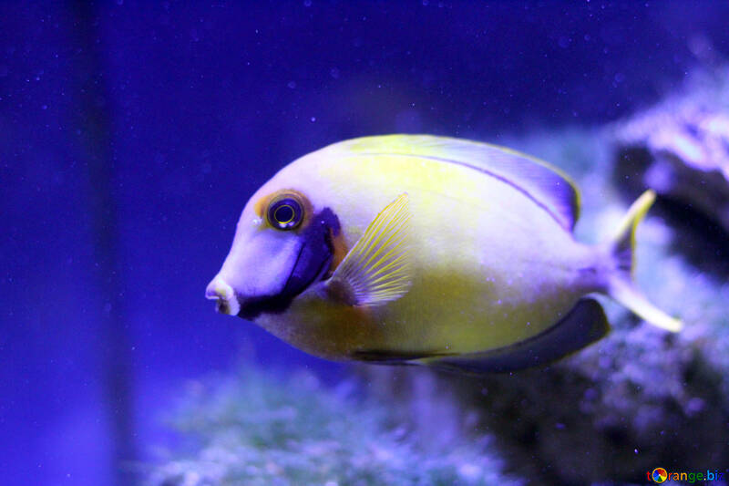 purple and yellow fish №53850