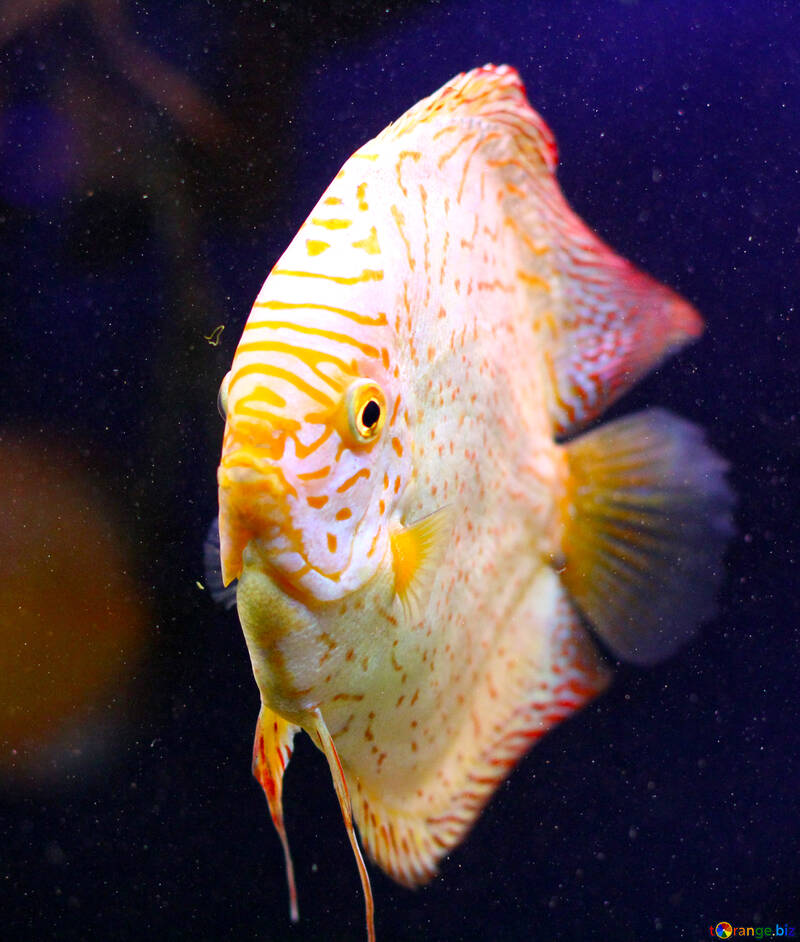 Ein eher flacher, runder Fisch mit weißen und einigen gelben Schuppen und dunklem Hintergrund №53961