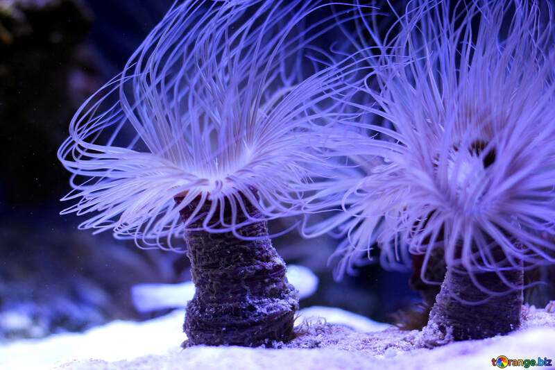 Sea creature ocean anemone №53841