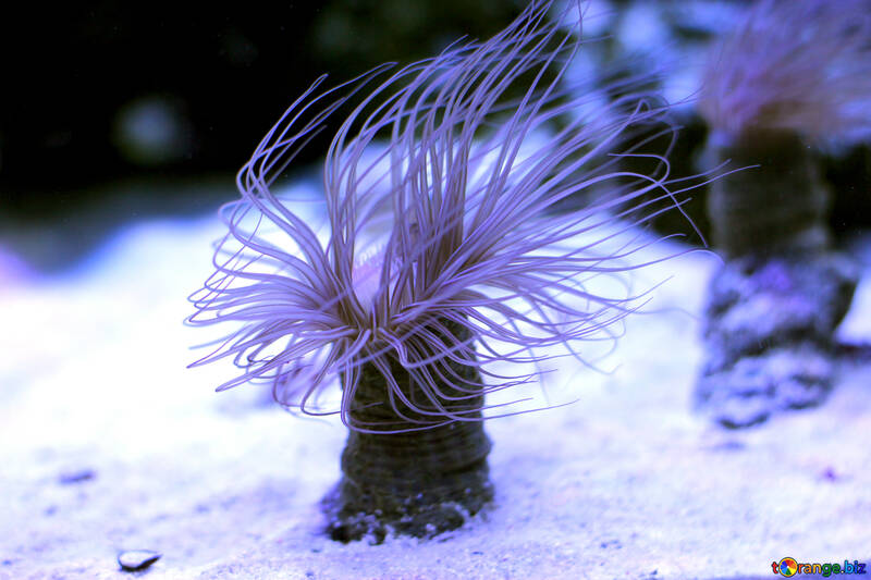 Criatura do mar picada coral №53844
