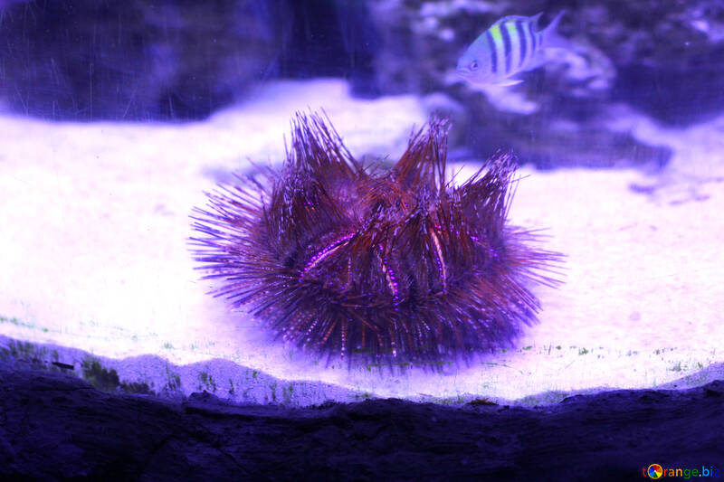 Lumières violettes d`oursin de mer №53819
