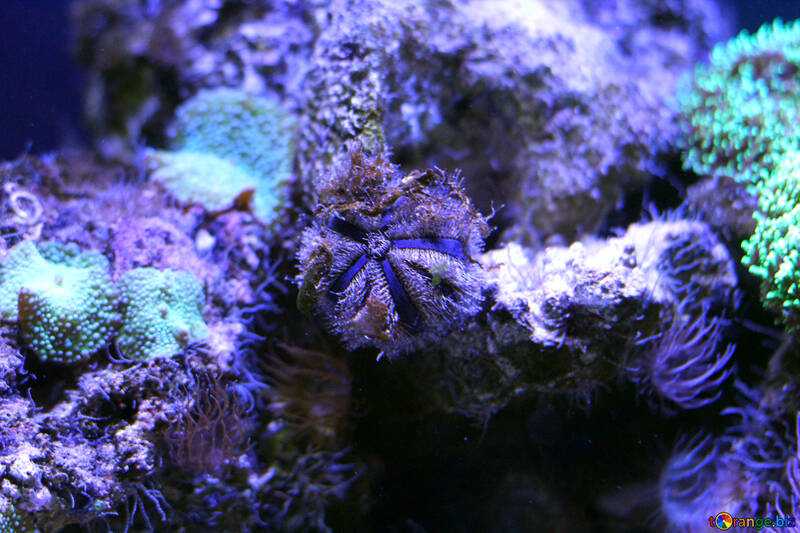 Algo azul e subaquático №53856
