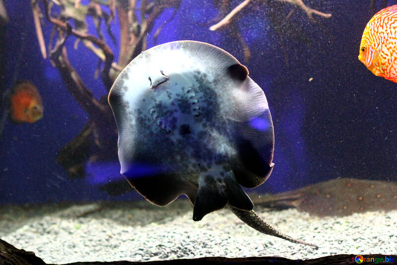 stingray fish seal №53959