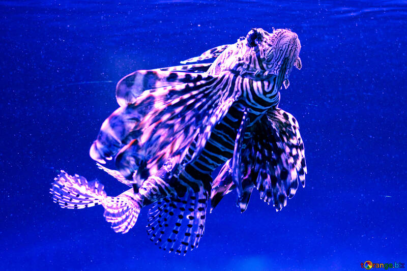 Морська тварина смугаста екзотична риба-лев №53902