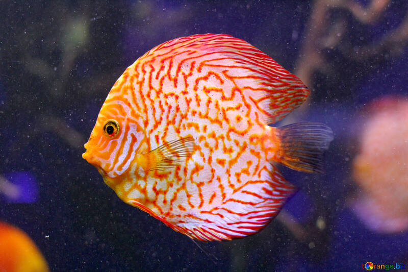 縞模様のオレンジ色の魚 №53953