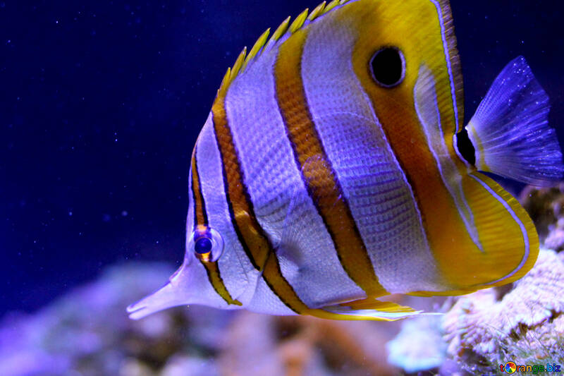 tropical fish striped №53852