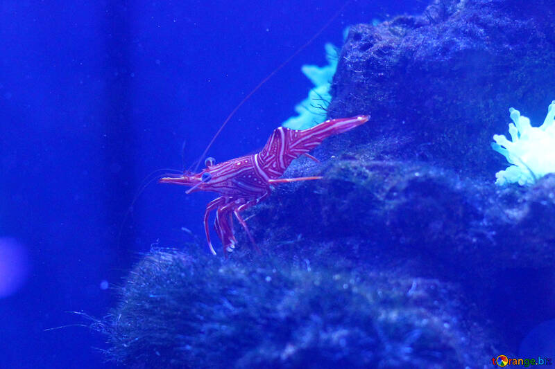 underwater shrimp lobster №53752