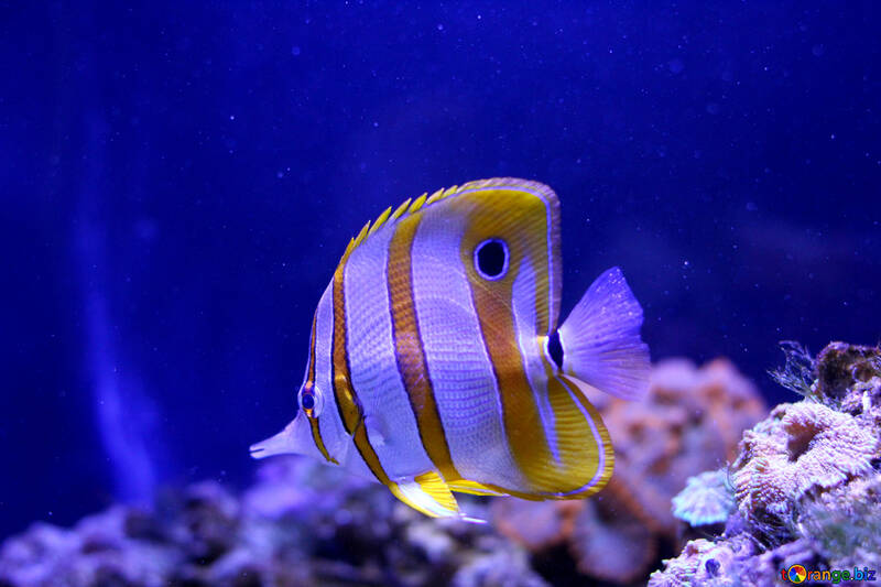 Peixe branco e laranja nadando debaixo d`água com coral no fundo e na água azul №53853