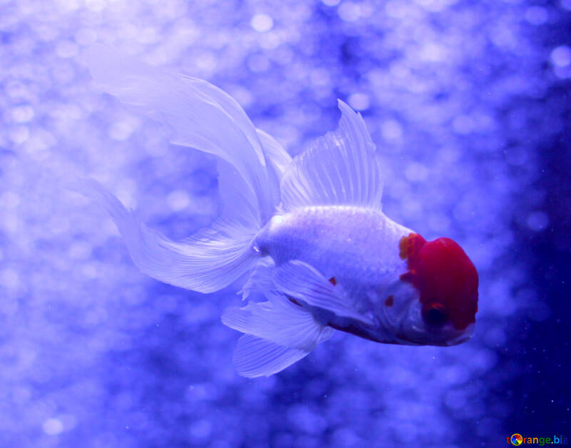 Pesce bianco con testa rossa №53928