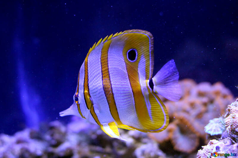 黄色と白の縞模様の魚 №53854