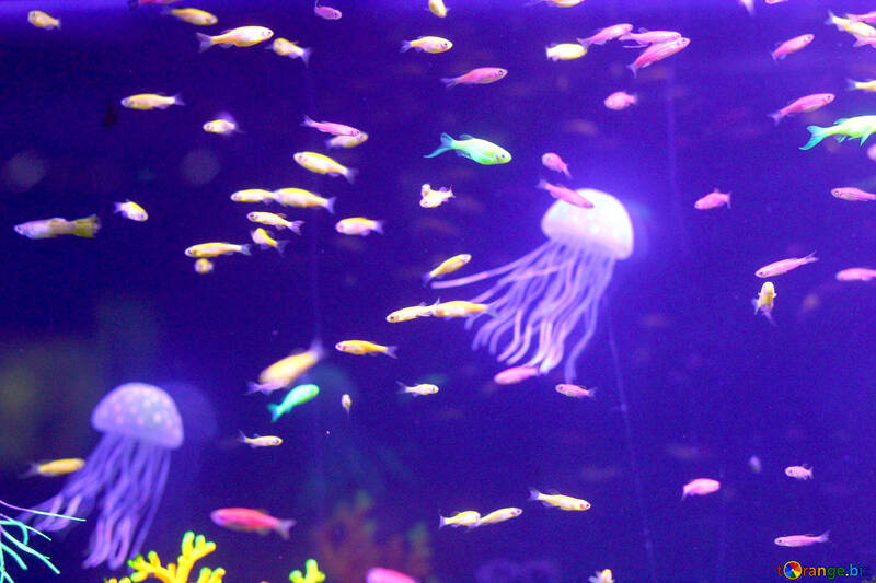 Una medusa alrededor de otros peces №53785