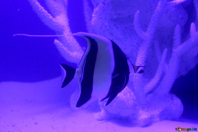 Un pesce, lo sfondo è blu, il pesce ha delle strisce №53913