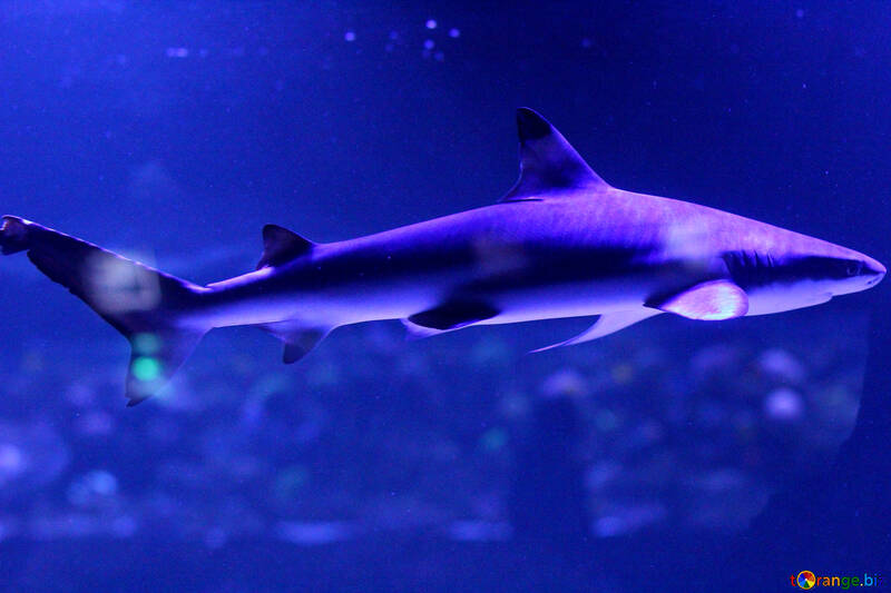 Blue  shark №53834