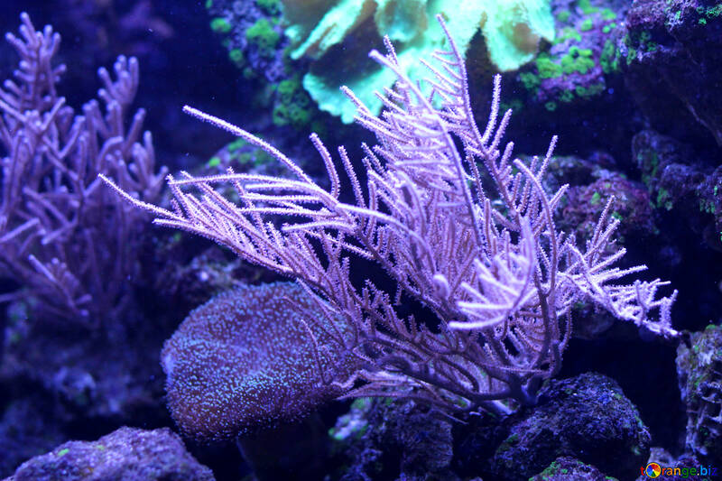 Coral morado №53908
