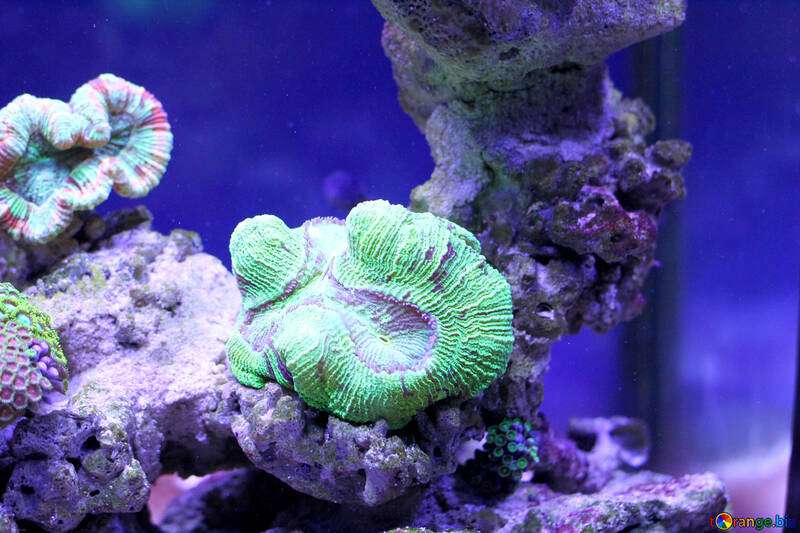 Coral submarino agua de mar púrpura Arrecife de coral №53824