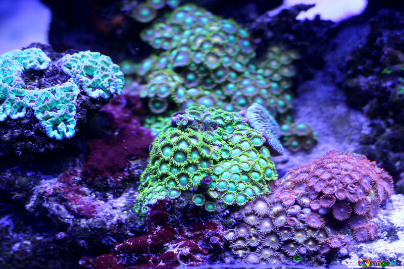 Trucs roses et verts éponge mer océan palnts de corail №53796