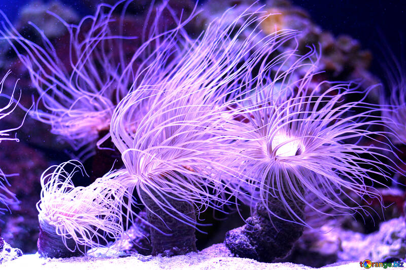 Créature marine anémone fibres violettes №53866