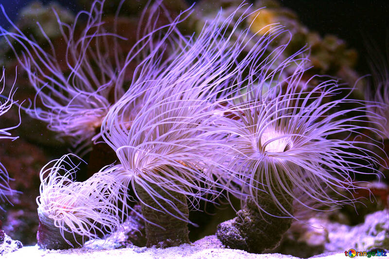 Criatura marina anémona del océano №53867