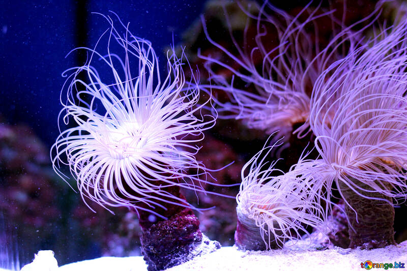 Sea creatures anemone ocean №53862