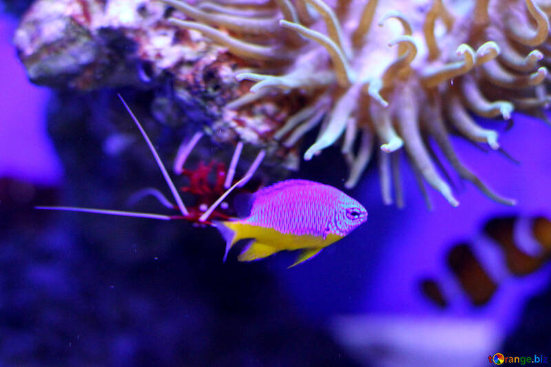 Un pez pequeño en el arrecife de coral №53817