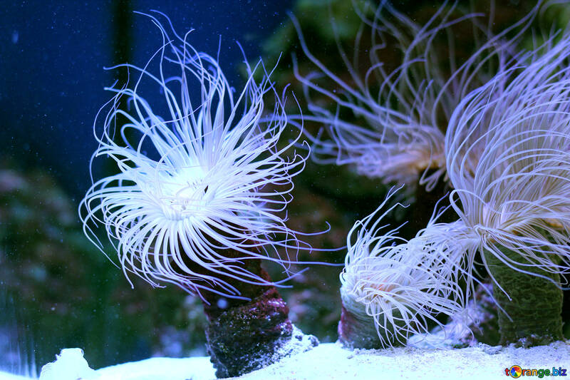 Some type of underwater flower ocean anemone №53861
