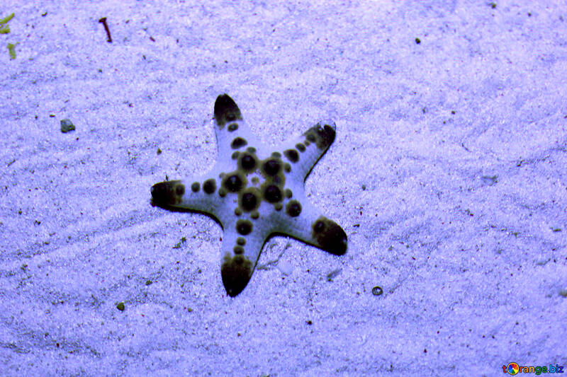 Estrelas do mar №53878