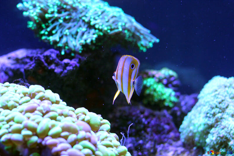 Um peixe cercado por peixes poisson de oceano coral №53801