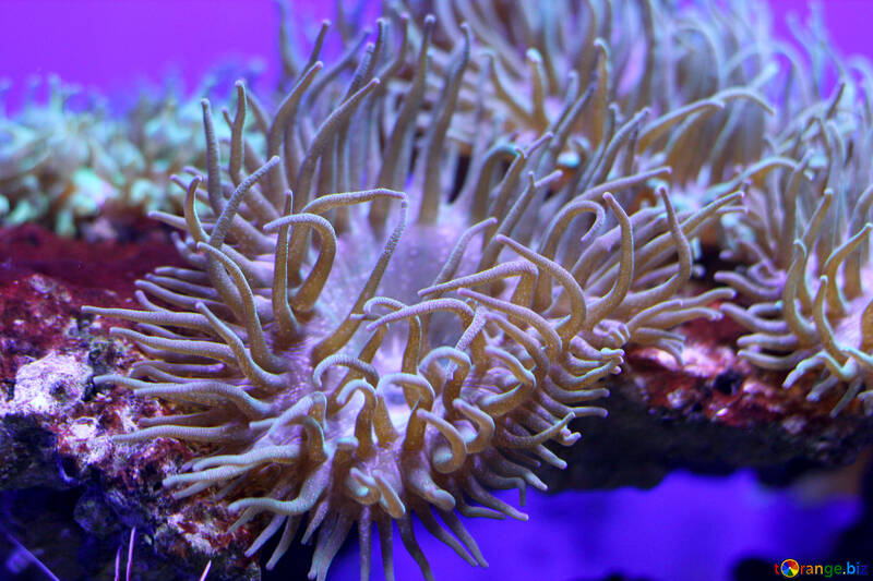 Pianta subacquea anemone di mare uragano №53813