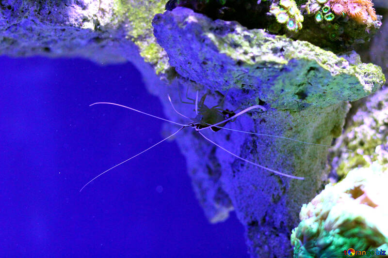 Underwater spider Sea Ocean insect star blue №53827