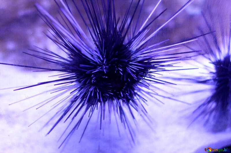 purple thorn spike sea urchin №53837