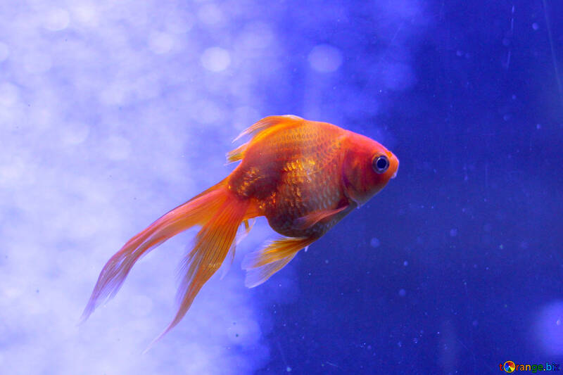 gold fish №53932