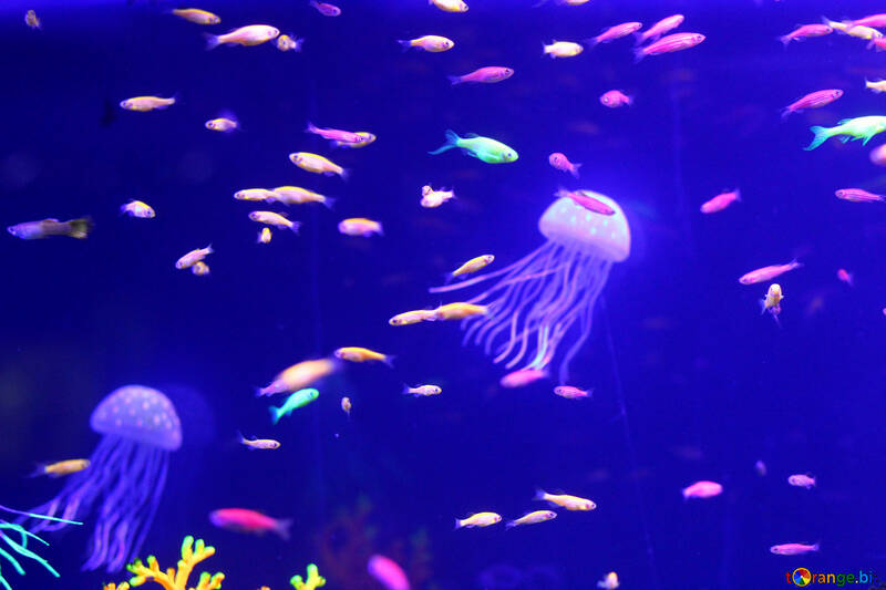 Sea jelly fish №53786