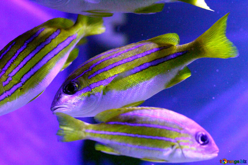3 peixes listrados magenta e peixes verdes nadando №53925