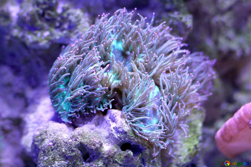 Anêmona geléia peixe roxo coral árvore №53821