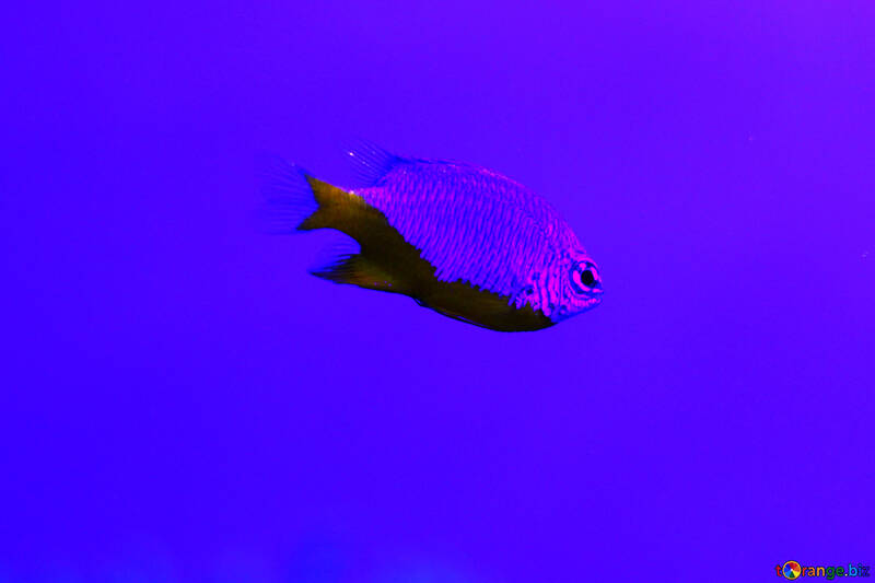 fish blue background №53816