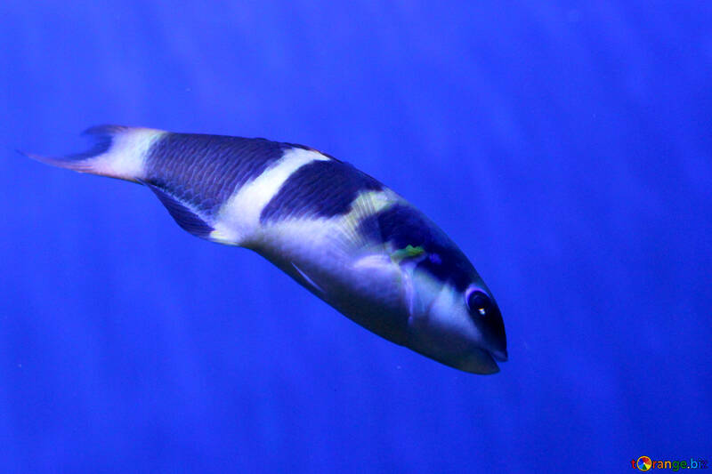 Fish in a blue background №53917