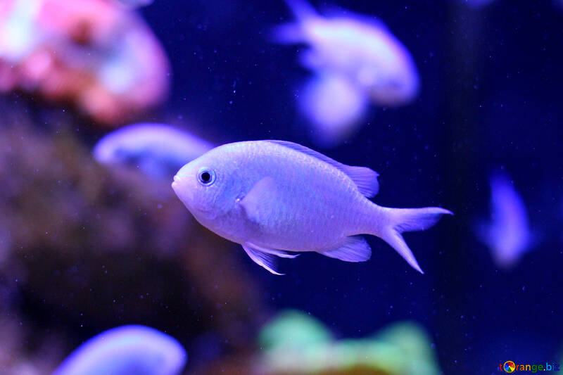 Ein blauer Fisch kann ihn für ein Aquarium-Poster verwenden №53855