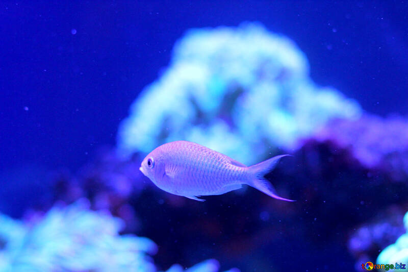 Blauer Fisch in einem Korallenriff №53794