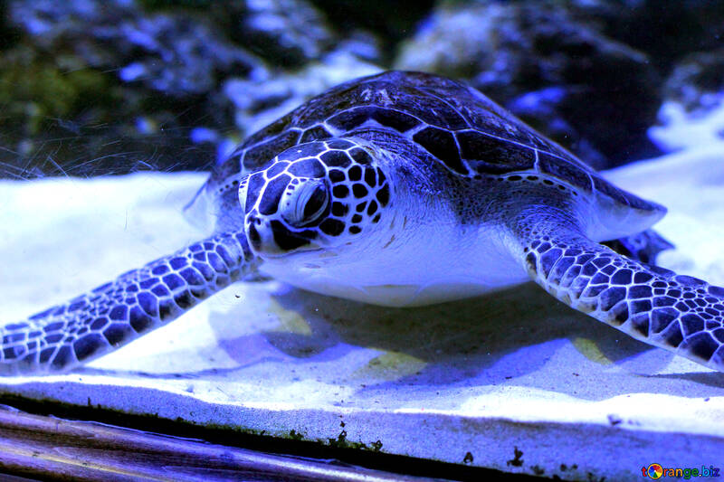 Una tartaruga di mare blu sulla sabbia №53884