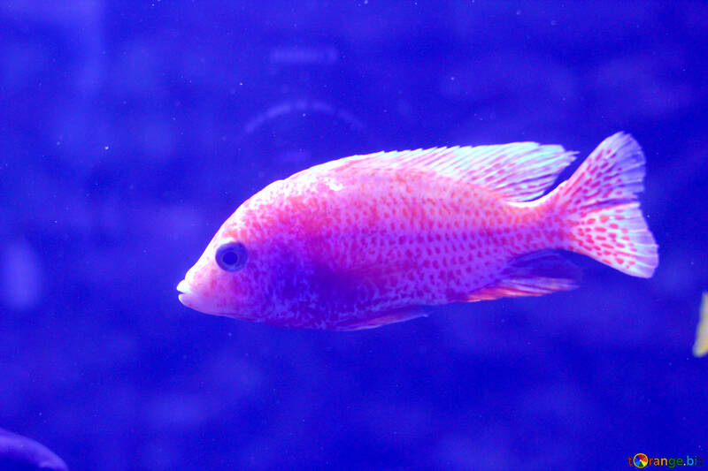 Peixe Laranja Tingido de Azul no aquário de água №53941