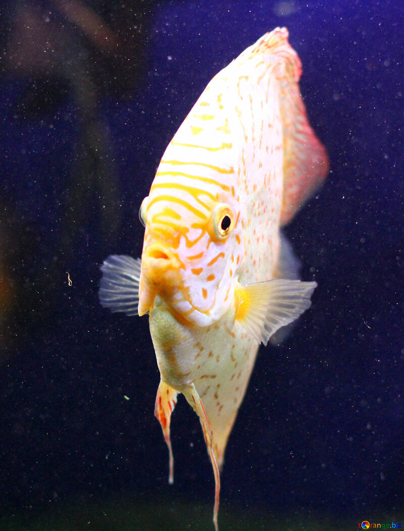Fish closeup №53962