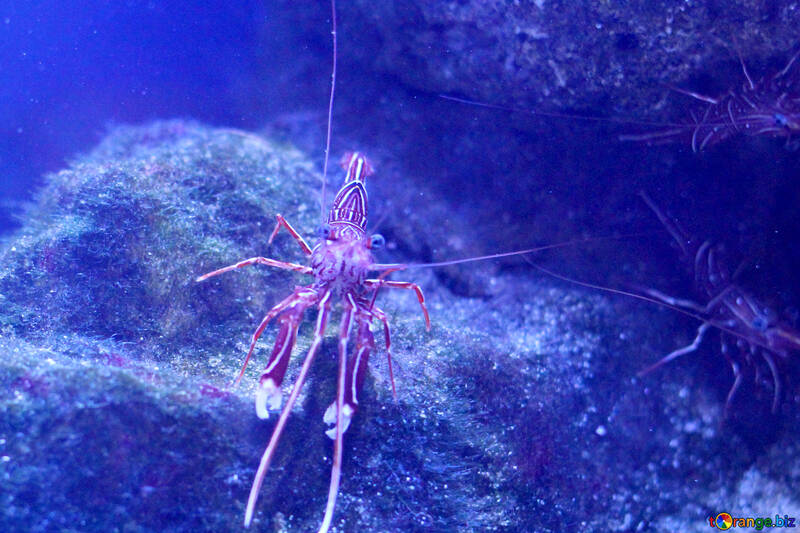crayfish lobster underwater №53754