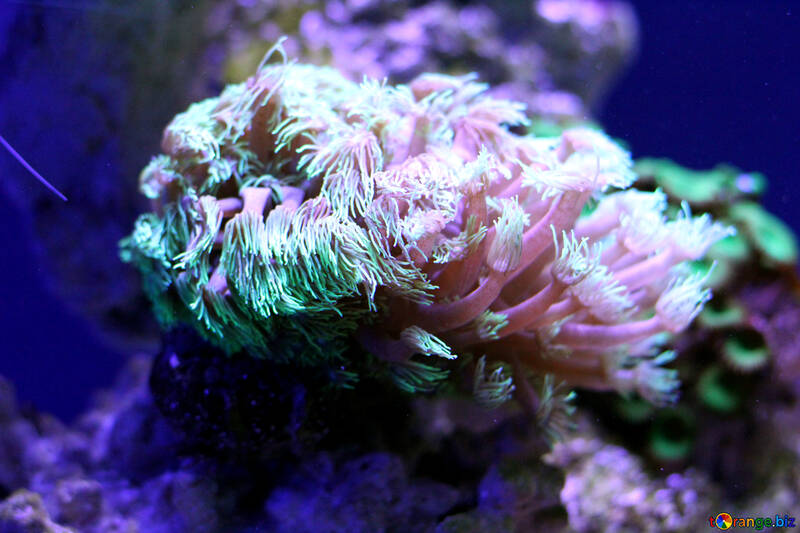 Un poco de flor de coral de mar azul flor de océano №53823