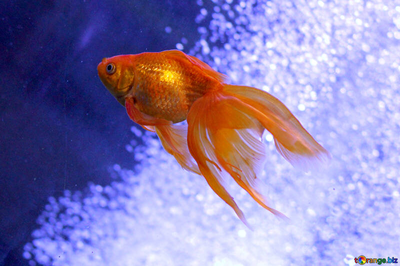 goldfish №53787