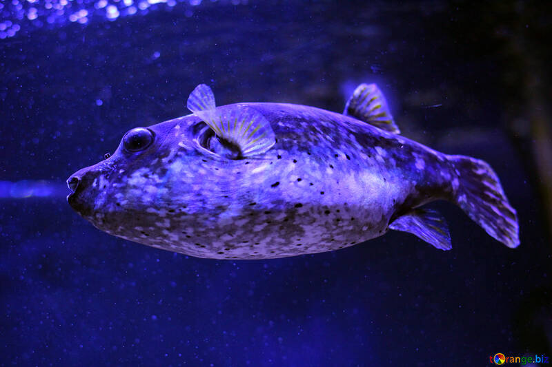 Large fish in purple lighting №53847